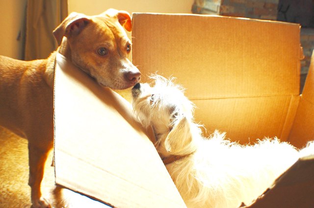 Small white dog in moving box sniffs another dog