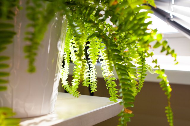 Sunny fern fronds