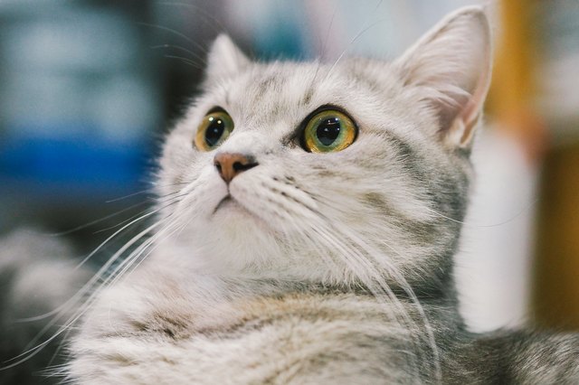 Gray and white tabby cat looking surprised