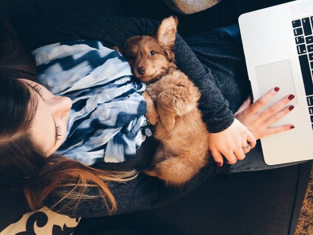 Puppy laying on girls arms while working on the computer