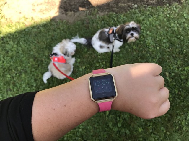 POV shows off FitBit watch above two small dogs on leashes