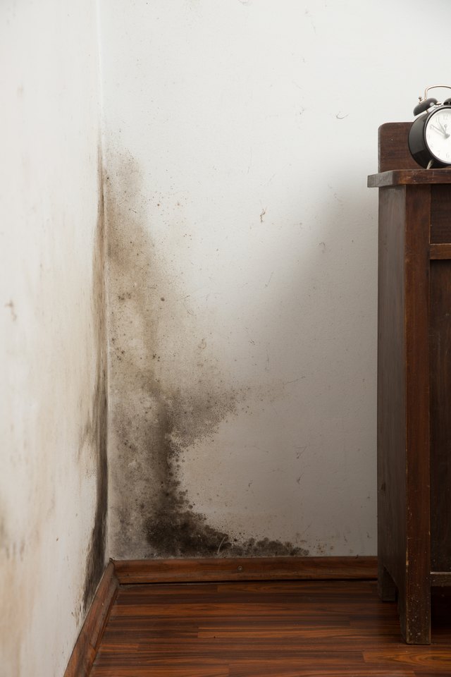 how-to-break-an-apartment-lease-due-to-mold-sapling