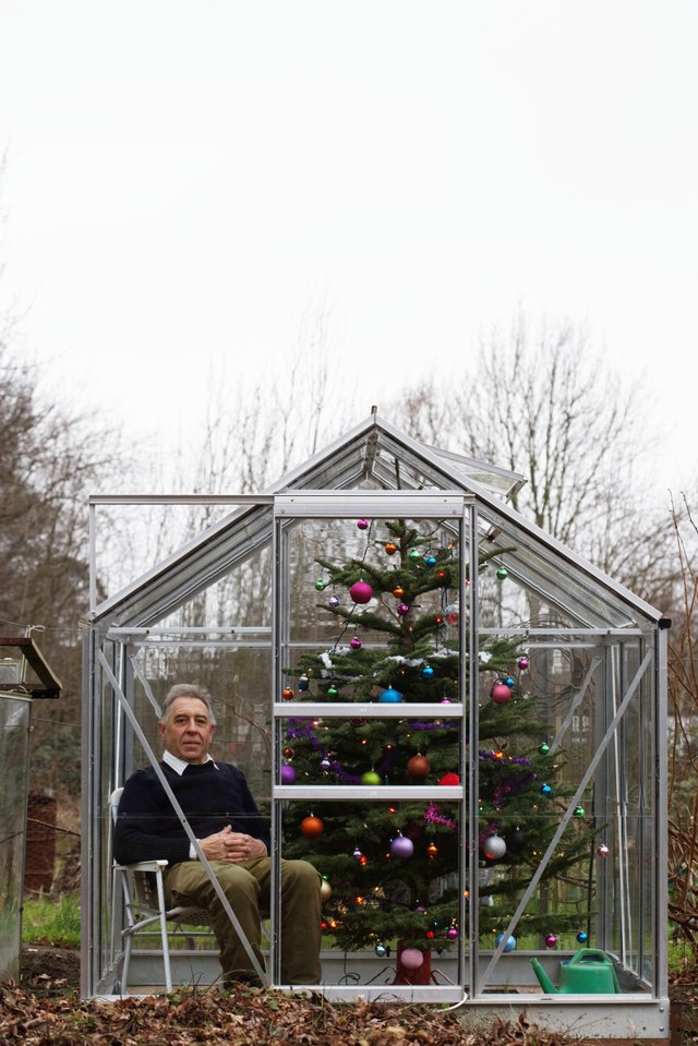Senior man sat in greenhouse with decorated Christmas tree, portrait