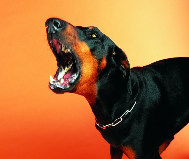 Aggressive Doberman Pinscher