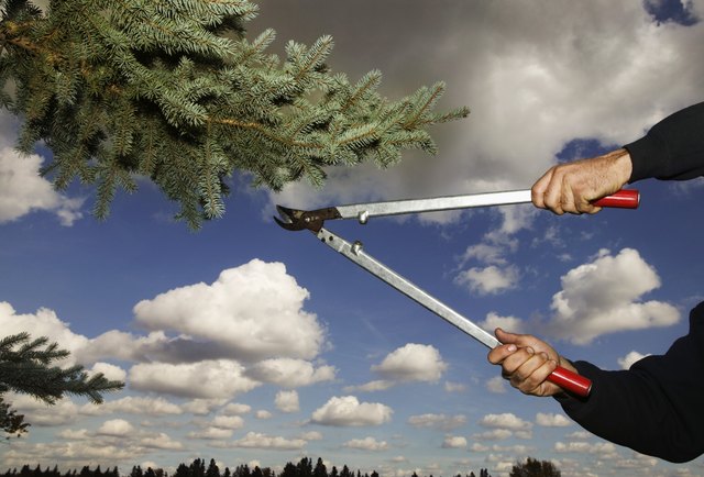 Arborist clipping pine tree