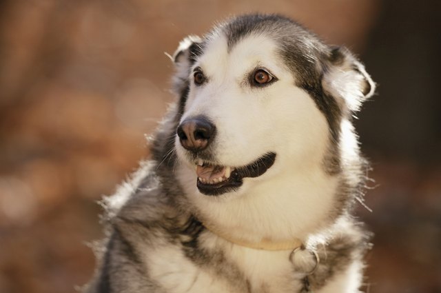 Portrait of husky dog